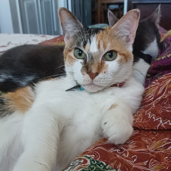 Meet your Posher, Denise - Picture 5 of 6